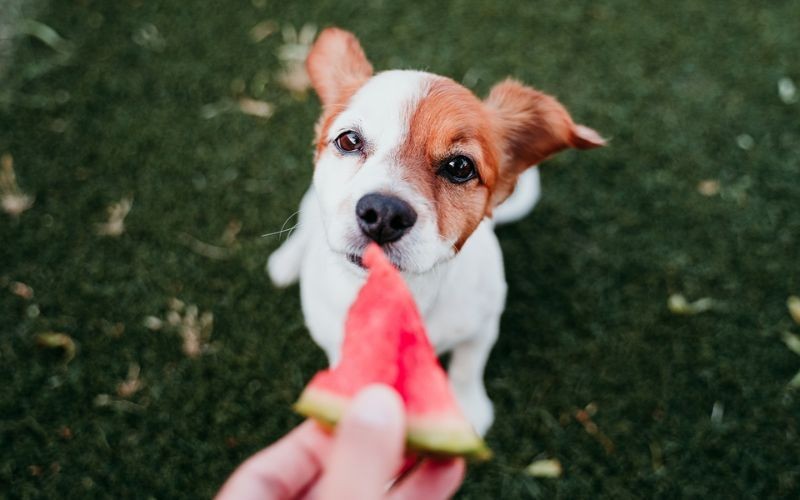 Fruits et légumes sûrs pour votre chiot !